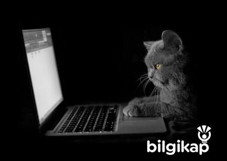 Kediler ve Bilgisayarlar  Evcil Hayvanlar Kedi Bakımı